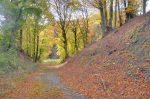 Puis retour en forêt