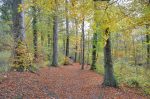 Passage en forêt