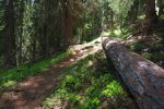 Nous rentrons dans la forêt, la fraîcheur faisait apparaître la buée de notre respiration