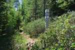 Le long du sentier, il y a 13 panneaux indicateurs sur la faune et flore, intéressants. Celui-ci nous apprend que cette forêt a brulé en 1949, qu'il a fallu plus d'une semaine pour éteindre le feu