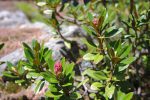 Rhododendrons en début de floraison