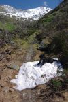 Un reste de neige qui profite à certaine