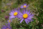 Asters