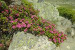 Rhododendrons