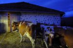 Les vaches de devant sont excitées dans l'attente de leur friandise. Seul le fil électrique les retient