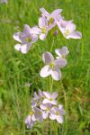 Cardamine des prés, comestible (proche de la moutarde)